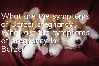 What are the symptoms of Borzoi pregnancy? What are the symptoms of pregnancy in Borzoi?