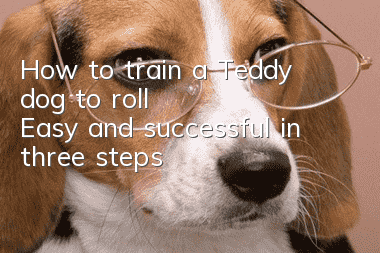 How to train a Teddy dog to roll? Easy and successful in three steps!