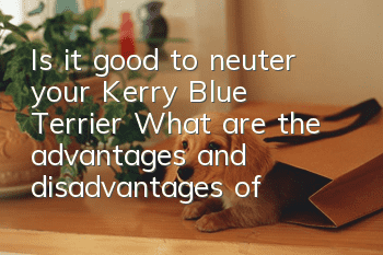 Is it good to neuter your Kerry Blue Terrier? What are the advantages and disadvantages of neutering your Kerry Blue Terrier?