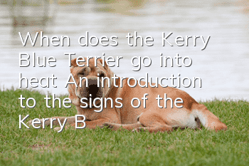 When does the Kerry Blue Terrier go into heat? An introduction to the signs of the Kerry Blue Terrier coming into heat