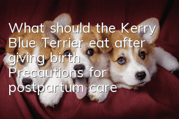 What should the Kerry Blue Terrier eat after giving birth? Precautions for postpartum care of the Kerry Blue Terrier