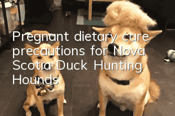 Pregnant dietary care precautions for Nova Scotia Duck Hunting Hounds