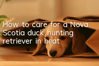 How to care for a Nova Scotia duck hunting retriever in heat