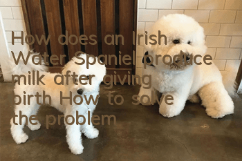 How does an Irish Water Spaniel produce milk after giving birth? How to solve the problem of Irish Water Spaniel having no milk after giving birth