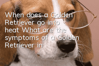 When does a Golden Retriever go into heat? What are the symptoms of a Golden Retriever in heat?