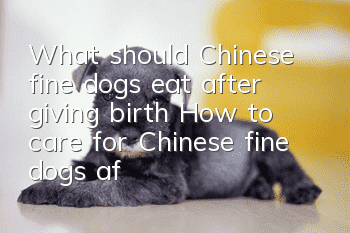 What should Chinese fine dogs eat after giving birth? How to care for Chinese fine dogs after giving birth?