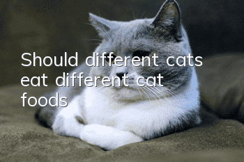 Should different cats eat different cat foods?