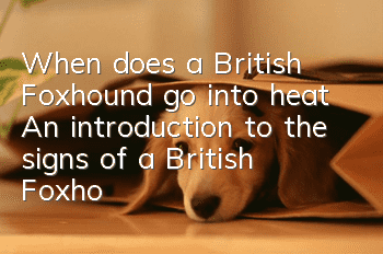 When does a British Foxhound go into heat? An introduction to the signs of a British Foxhound going into heat