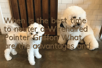 When is the best time to neuter a Wirehaired Pointer Griffon? What are the advantages and disadvantages of neutering a Wirehaired Pointer Griffon?