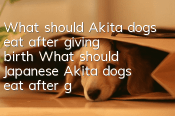 What should Akita dogs eat after giving birth? What should Japanese Akita dogs eat after giving birth?