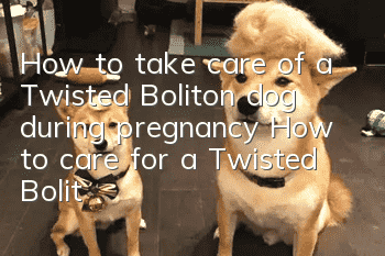 How to take care of a Twisted Boliton dog during pregnancy How to care for a Twisted Boliton dog during pregnancy