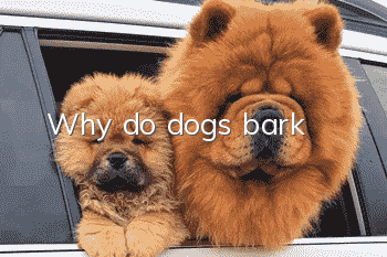 Why do dogs bark?