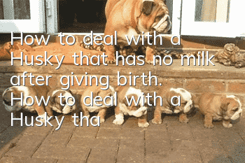 How to deal with a Husky that has no milk after giving birth. How to deal with a Husky that has no milk after giving birth.