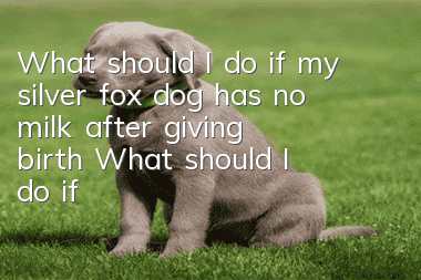 What should I do if my silver fox dog has no milk after giving birth? What should I do if my silver fox dog has no milk after giving birth?