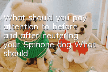 What should you pay attention to before and after neutering your Spinone dog? What should you pay attention to when neutering your Spinone dog?