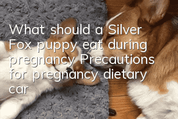 What should a Silver Fox puppy eat during pregnancy? Precautions for pregnancy dietary care for Silver Fox dogs