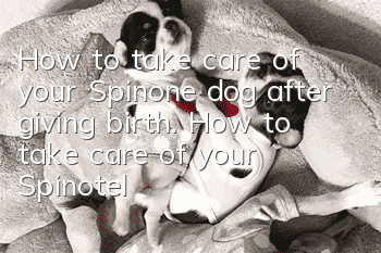How to take care of your Spinone dog after giving birth. How to take care of your Spinotel dog after giving birth.