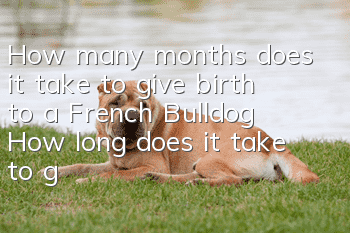 How many months does it take to give birth to a French Bulldog? How long does it take to give birth to a French Bulldog?