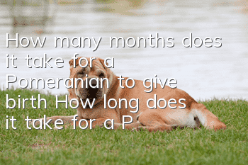 How many months does it take for a Pomeranian to give birth? How long does it take for a Pomeranian to get pregnant?