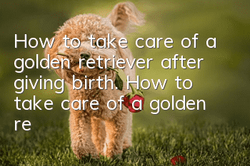 How to take care of a golden retriever after giving birth. How to take care of a golden retriever after giving birth.
