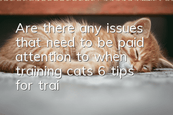 Are there any issues that need to be paid attention to when training cats? 6 tips for training