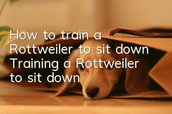 How to train a Rottweiler to sit down Training a Rottweiler to sit down