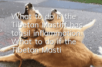 What to do if the Tibetan Mastiff has tonsil inflammation. What to do if the Tibetan Mastiff has tonsil inflammation.