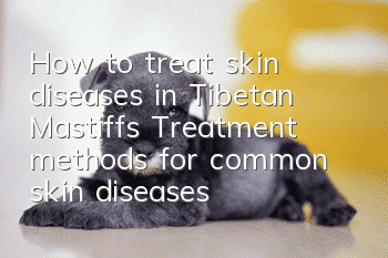 How to treat skin diseases in Tibetan Mastiffs? Treatment methods for common skin diseases in Tibetan Mastiffs