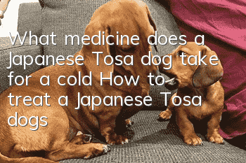 What medicine does a Japanese Tosa dog take for a cold? How to treat a Japanese Tosa dog's cold