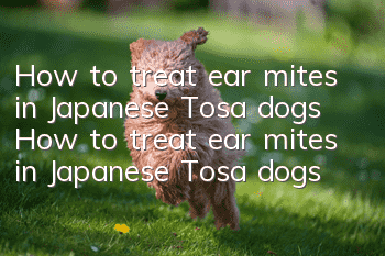 How to treat ear mites in Japanese Tosa dogs How to treat ear mites in Japanese Tosa dogs