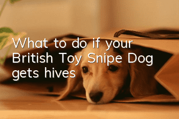 What to do if your British Toy Snipe Dog gets hives