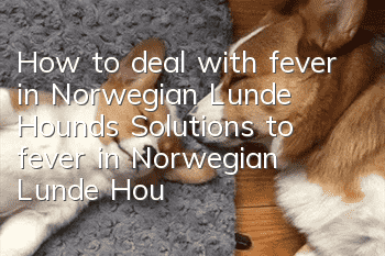 How to deal with fever in Norwegian Lunde Hounds Solutions to fever in Norwegian Lunde Hounds