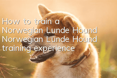 How to train a Norwegian Lunde Hound? Norwegian Lunde Hound training experience