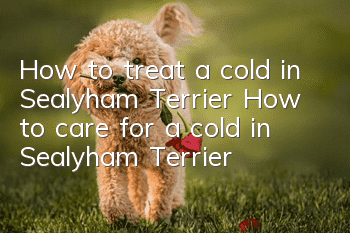How to treat a cold in Sealyham Terrier? How to care for a cold in Sealyham Terrier