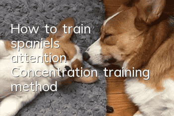 How to train spaniel's attention Concentration training method