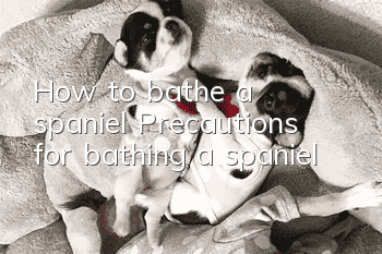 How to bathe a spaniel? Precautions for bathing a spaniel