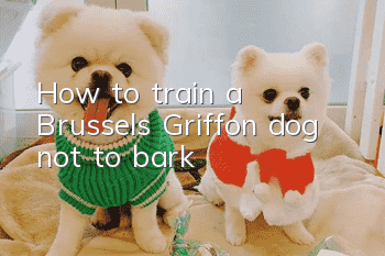 How to train a Brussels Griffon dog not to bark