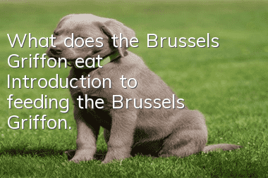 What does the Brussels Griffon eat? Introduction to feeding the Brussels Griffon.