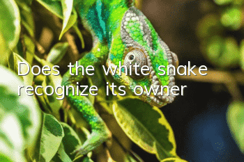 Does the white snake recognize its owner?