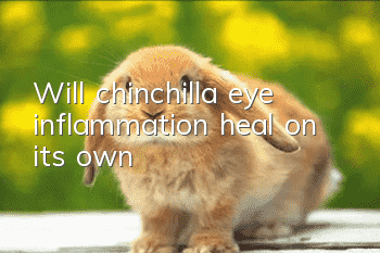 Will chinchilla eye inflammation heal on its own?