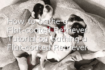 How to bathe a Flat-coated Retriever. Tutorial on bathing a Flat-coated Retriever.