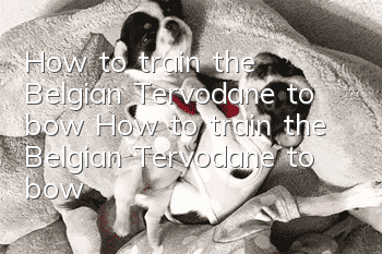 How to train the Belgian Tervodane to bow? How to train the Belgian Tervodane to bow?