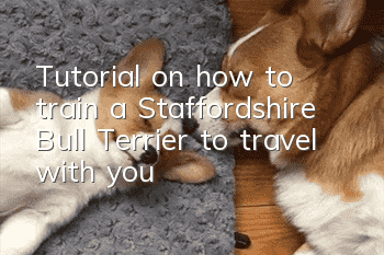 Tutorial on how to train a Staffordshire Bull Terrier to travel with you