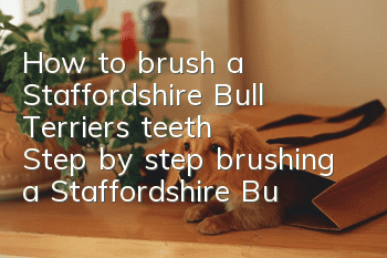 How to brush a Staffordshire Bull Terrier's teeth Step by step brushing a Staffordshire Bull Terrier's teeth