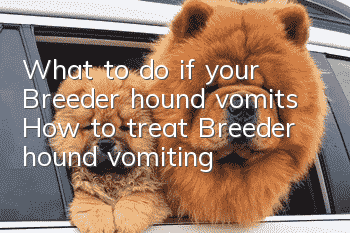 What to do if your Breeder hound vomits? How to treat Breeder hound vomiting?