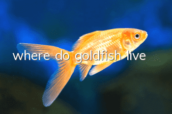 where do goldfish live