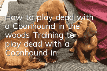 How to play dead with a Coonhound in the woods? Training to play dead with a Coonhound in the Grove