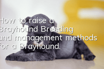 How to raise a Brayhound? Breeding and management methods for a Brayhound.