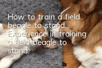 How to train a field beagle to stand. Experience in training a field beagle to stand.