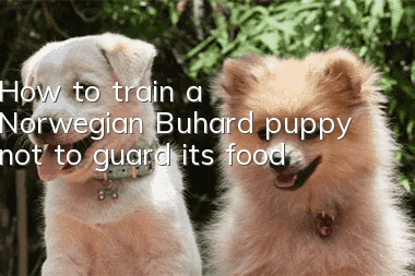 How to train a Norwegian Buhard puppy not to guard its food